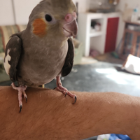 Calopsite coppia allevati a mano