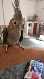 Calopsite coppia allevati a mano