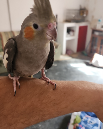 Calopsite coppia allevati a mano