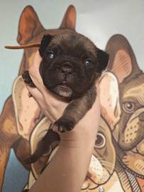 Bulldog francese fawn