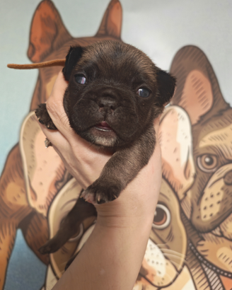 Bulldog francese fawn