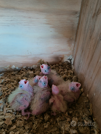 Disponibili pulli di calopsite da allevare a mano