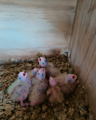 Disponibili pulli di calopsite da allevare a mano