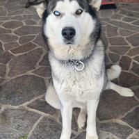 Husky