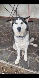 Husky