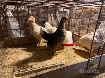 Galline da uova