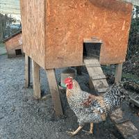 Gallo di 7 mesi