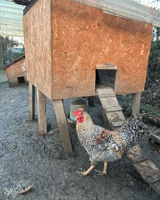 Gallo di 7 mesi