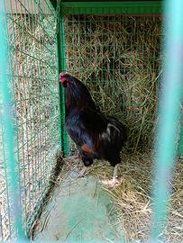 Gallo Araucana