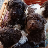 Cuccioli di Lagotto romagnolo