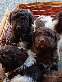 Cuccioli di Lagotto romagnolo