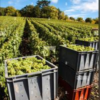 lavoro in campagna agricoltura