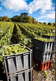lavoro in campagna agricoltura