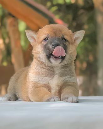 Cucciolo di Shiba Inu