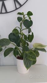 Philodendron Birkin