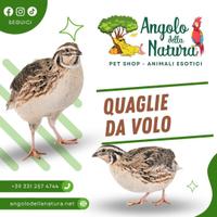 Quaglie da volo