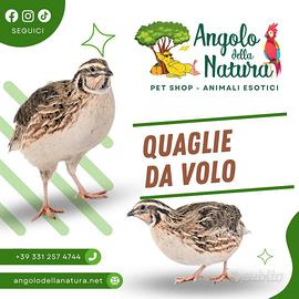 Quaglie da volo