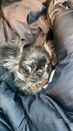 Cucciolo chihuahua