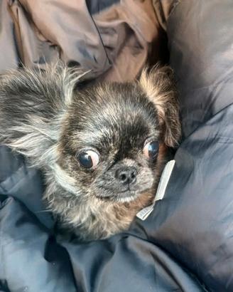 Cucciolo chihuahua