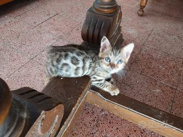 Cuccioli di gatto Bengala