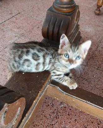 Cuccioli di gatto Bengala