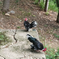 Galletti giovani Serama