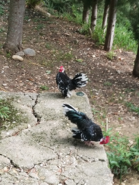 Galletti giovani Serama