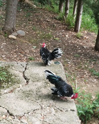 Galletti giovani Serama