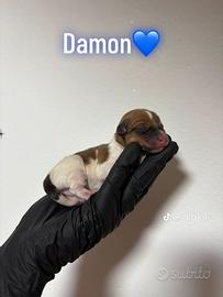 Jack Russell Terrier