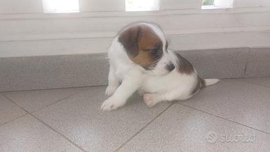 Jack Russell Terrier