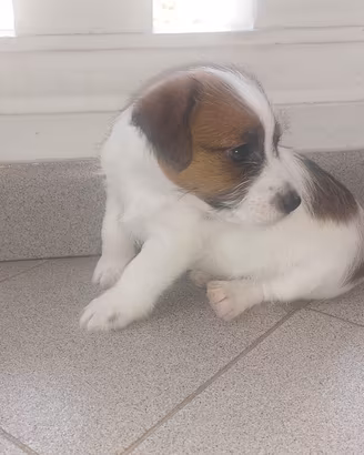 Jack Russell Terrier