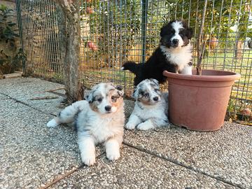 Cuccioli di Pastore Australiano