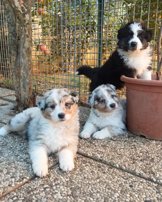 Cuccioli di Pastore Australiano