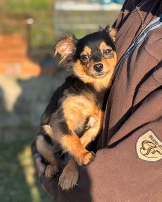 Pincher nano / chiwawa pelo lungo