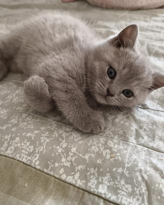 British Shorthair color Lilac