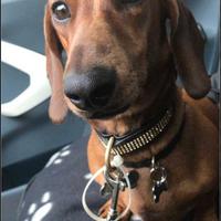 Bassotto nano femmina