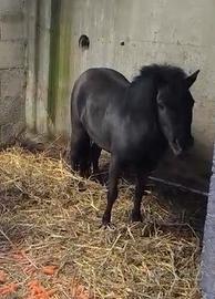 Pony femmina
