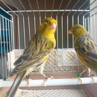 Canarini timbrado espanol