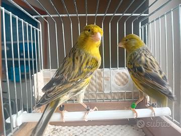 Canarini timbrado espanol