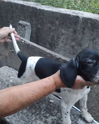 Cani da caccia