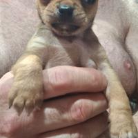 Cucciolo di chihuahua