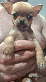 Cucciolo di chihuahua