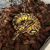 Pitone reale compreso di teca