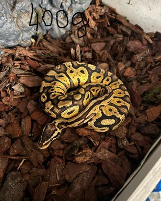 Pitone reale compreso di teca