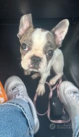 Cucciola Bulldog Francese - 3 mesi