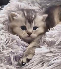 Cuccioli British Shorthair