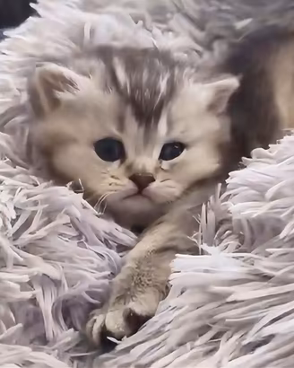 Cuccioli British Shorthair