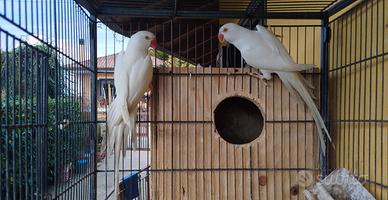 Parrocchetti dal collare