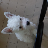 West Highland White Terrier