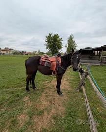 Cavalla Quarab